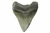 Fossil Megalodon Tooth - South Carolina #341397-1